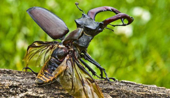 фото жук олень из красной книги