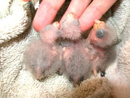 какарики разговаривают