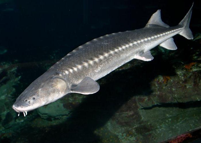 самая крупная пресноводная рыба в россии