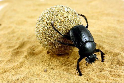 Почему кошки почитались египтянами как священные животные