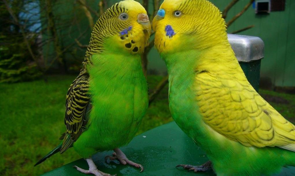 продолжительность жизни волнистого попугайчика