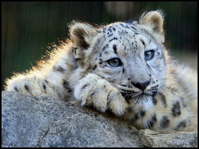 животные красноярского края занесенные в красную книгу