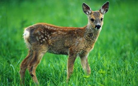 редкие животные красноярского края