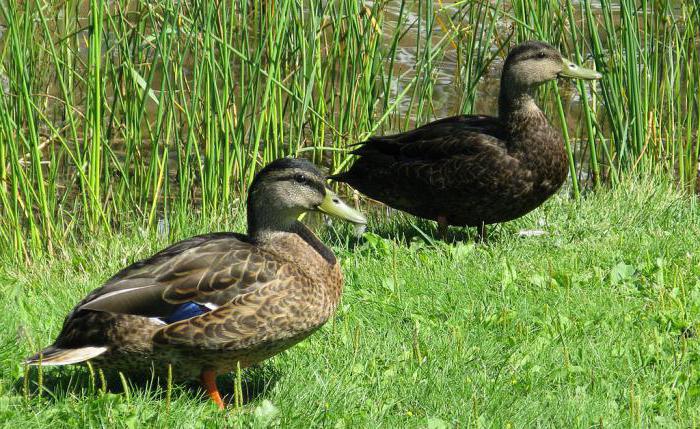 Черный зуб: фото