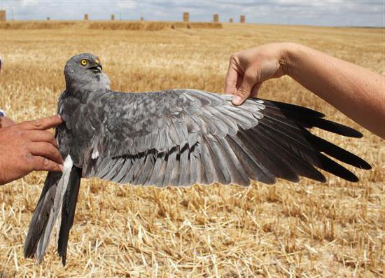 Семейство ястребиных