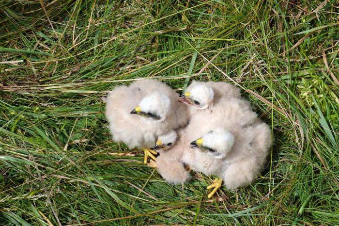 Лунь луговой: самка