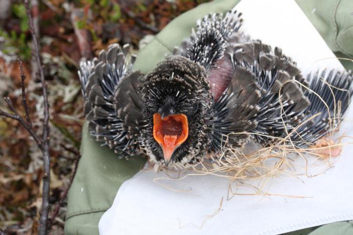 Кукушонок: фото