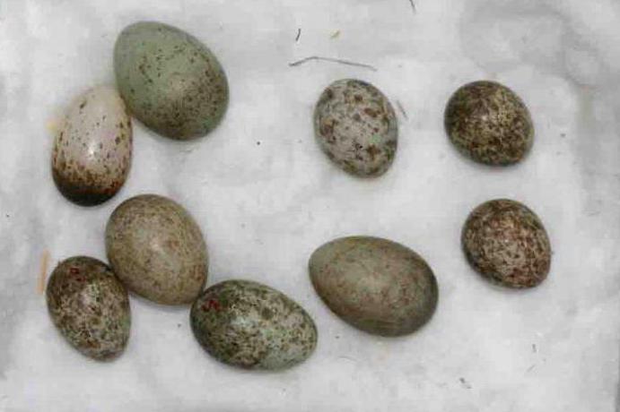 Яйца кукушки