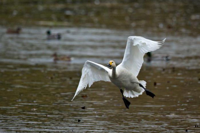 Малый лебедь