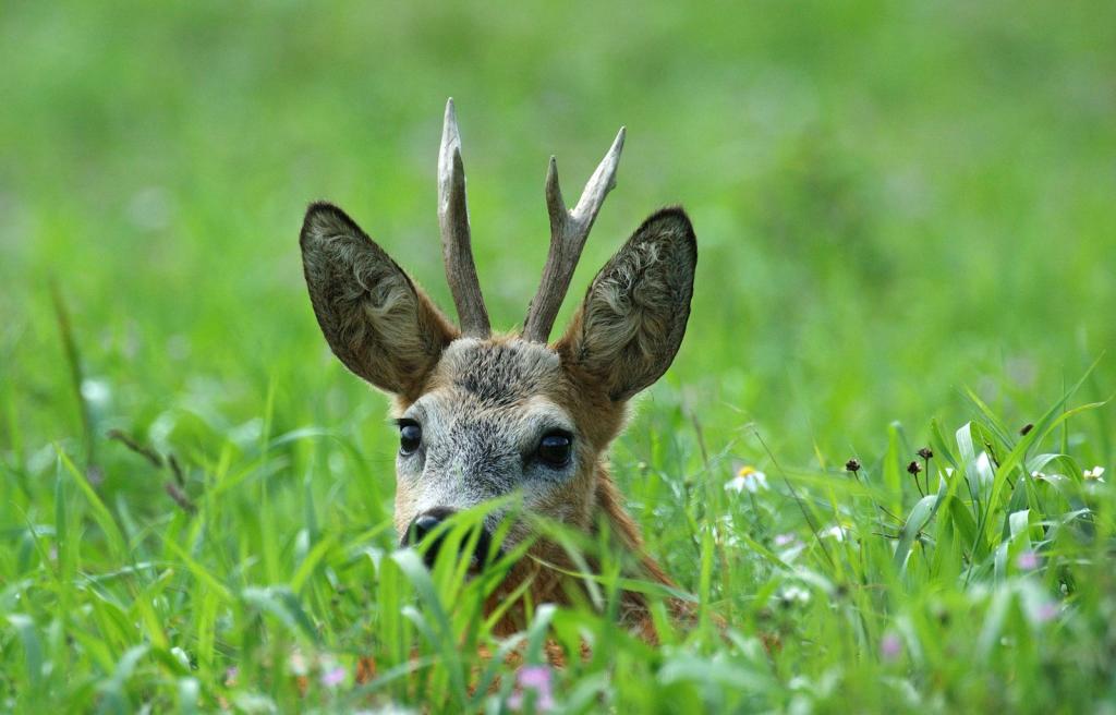 Рога косули