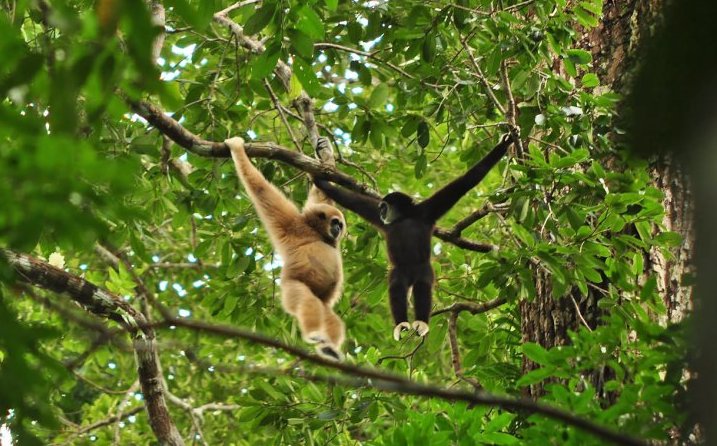 гиббон ​​картинка