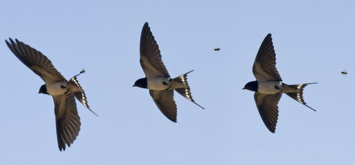 у какой птицы, какое гнездо