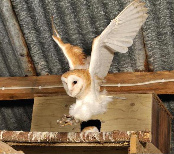 сова сипуха в домашних