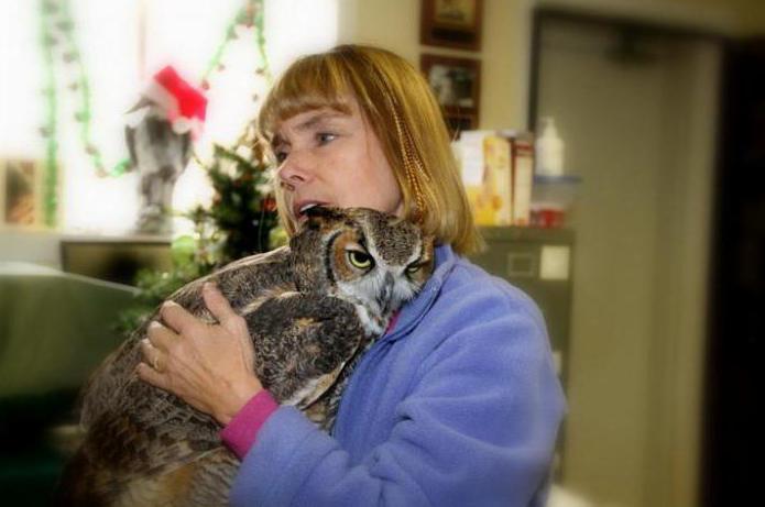 сова сипуха в домашних условиях