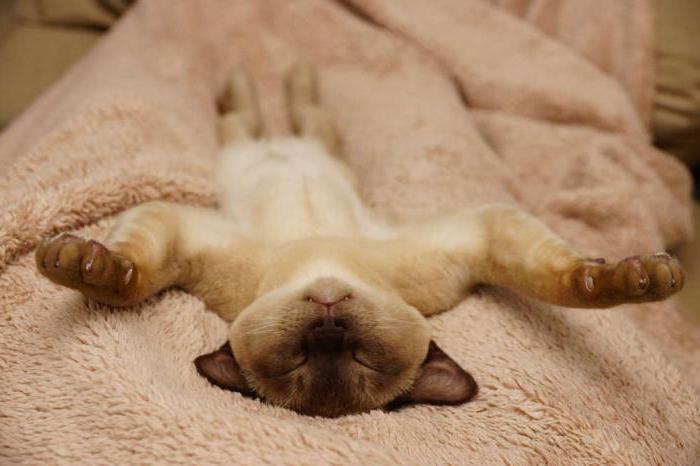 характер бурмы