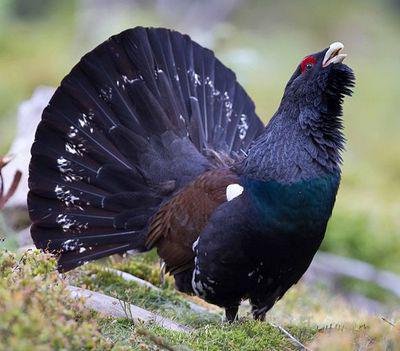 малоподвижные птицы