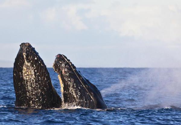 примеры бесплатного скачивания