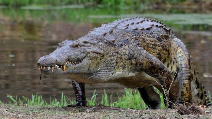 крокодиловое сердце