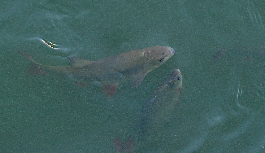 ловля язя на спиннинг летом