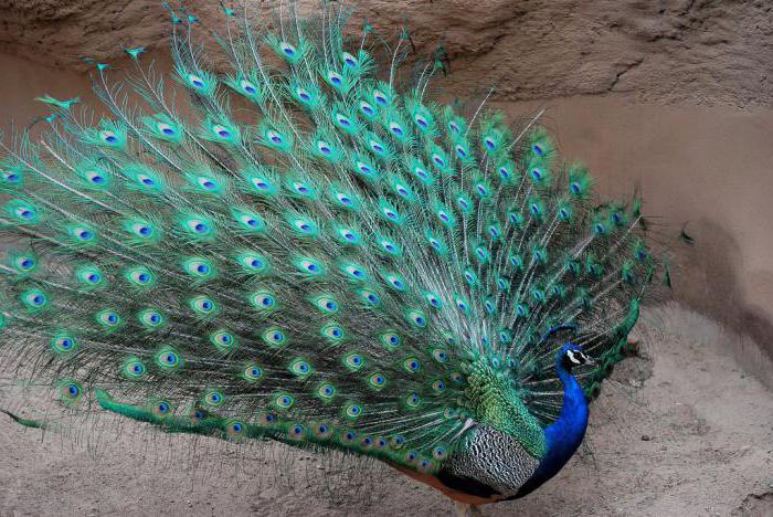 к какому отряду птиц относится павлин