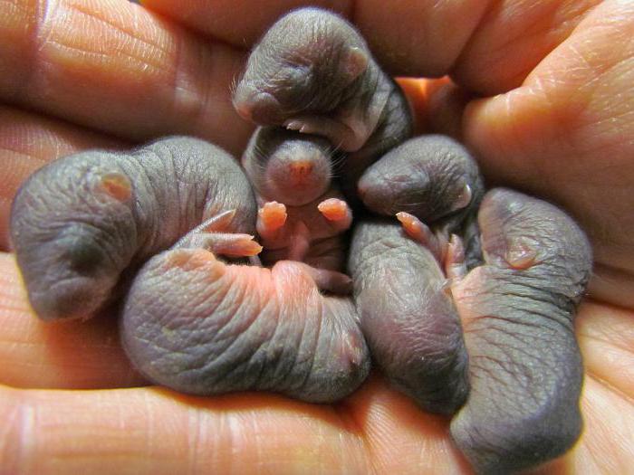 известно, что крот – обычное наземное млекопитающее