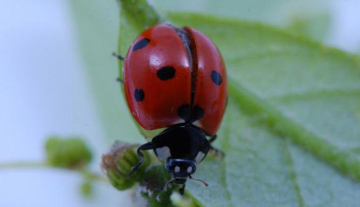 семиточечная коровка