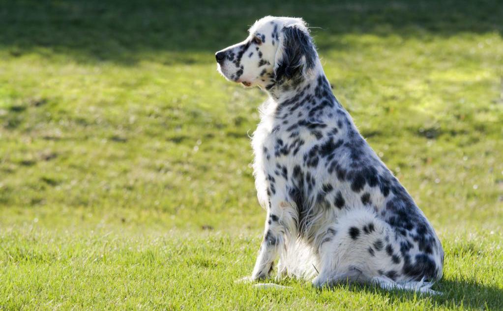 пятнистая порода собак