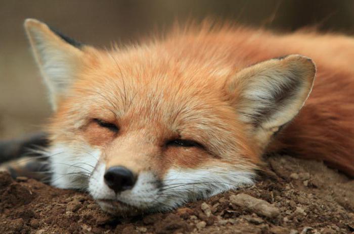 растительный и животный мир японии