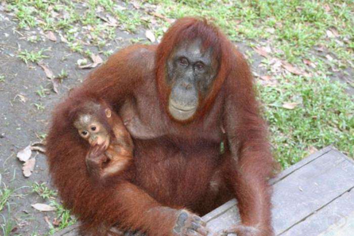 растения и животные японии