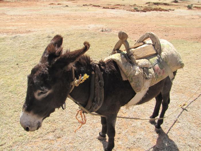 вьючное животное