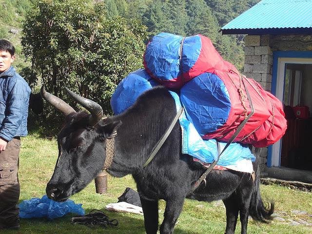 вьючные животные