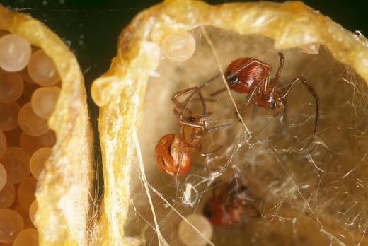 Молодые пауки