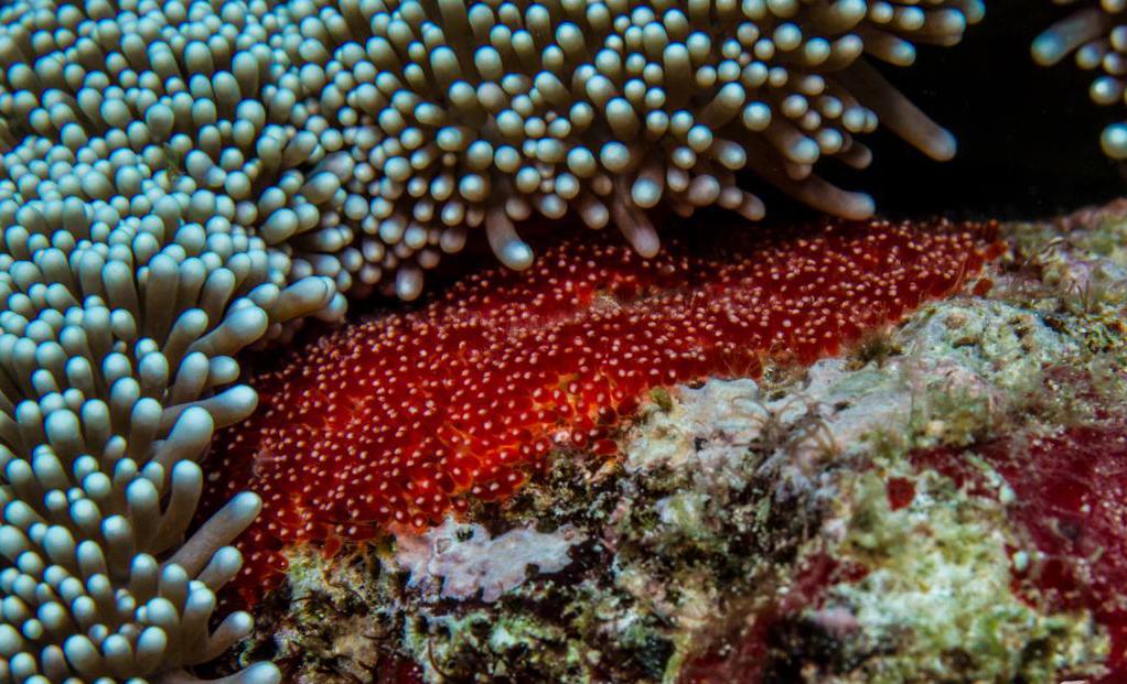 Икринки клоуна