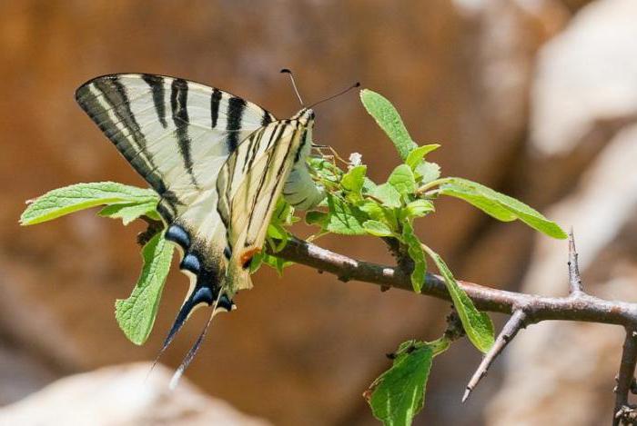 парусники бабочки