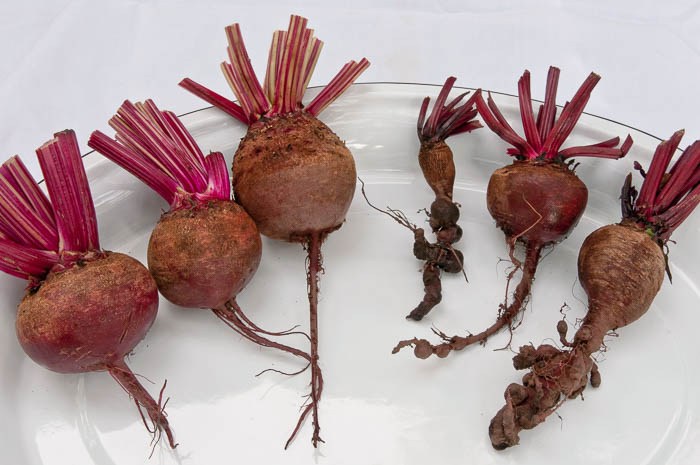 Здоровые и пораженные клубни