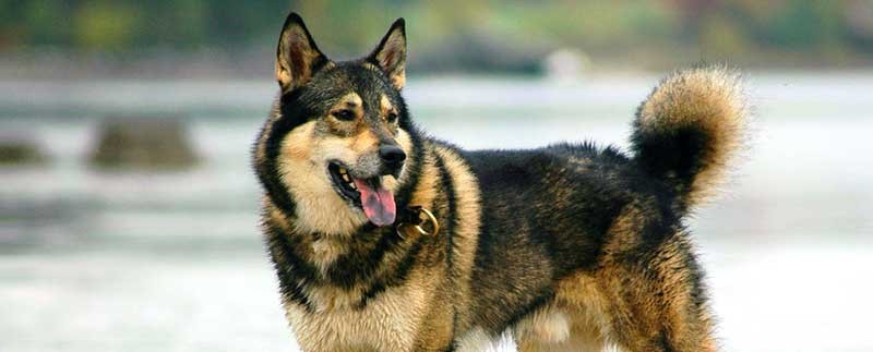 охотничья собака