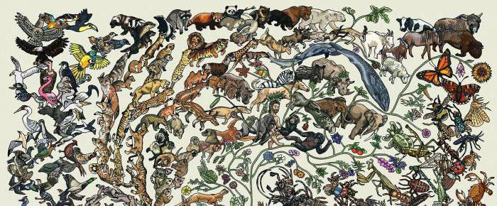 пойкилотермные организмы