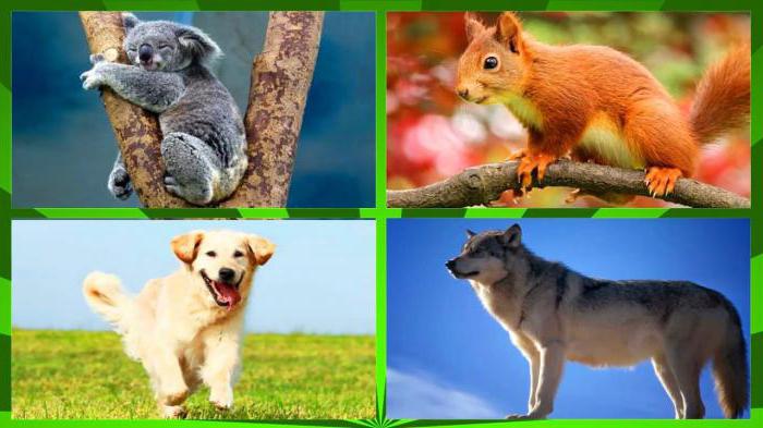 теплокровные животные