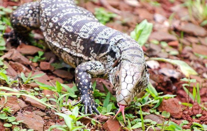 гомойотермные животные