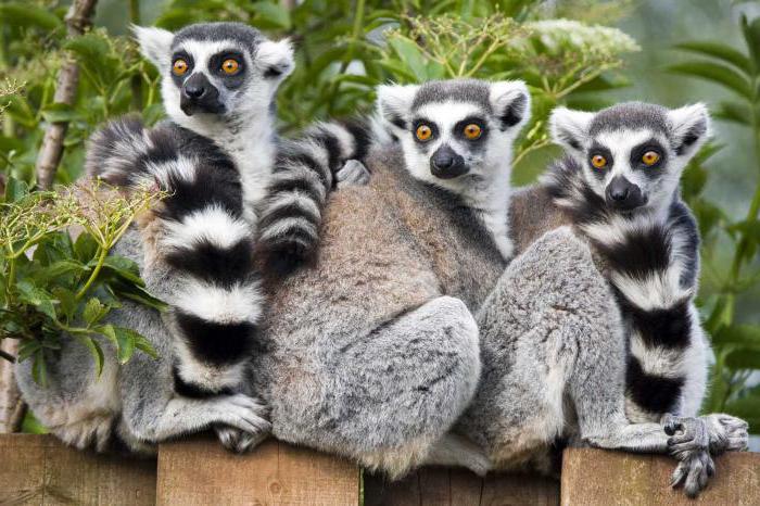 гомойотермные организмы примеры