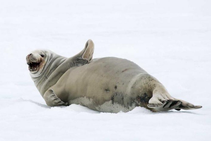защита гомойотермных организмов от низких температур