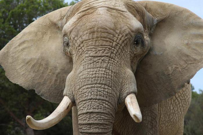 механизмы физической терморегуляции