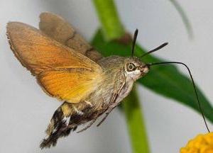 есть ли колибри в краснодарском крае