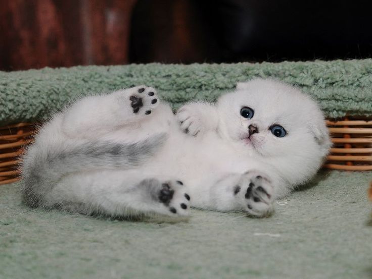 шотландская вислоухая шиншилла