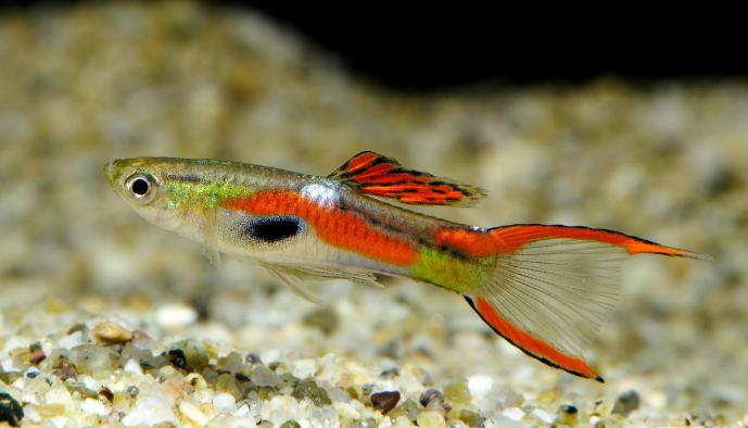 пецилия размножение 