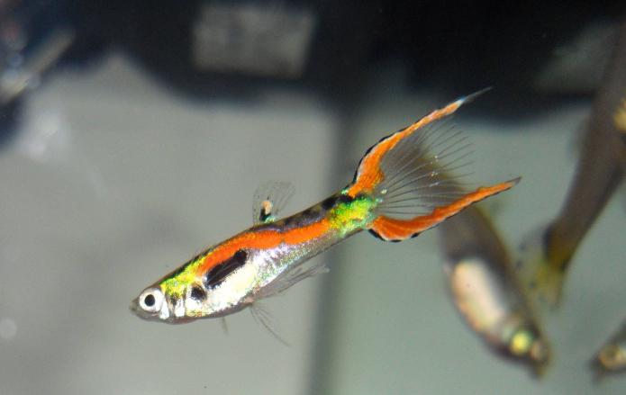 пецилия рыбка 