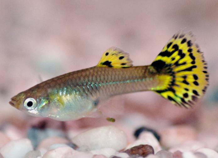 пецилия содержание 