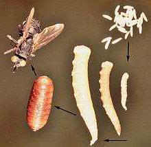 личинка овода у человека
