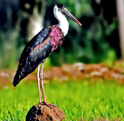 жизнь аистов в природе