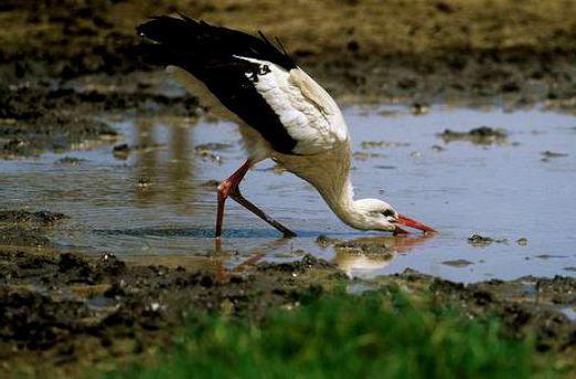 где живут аисты и утки